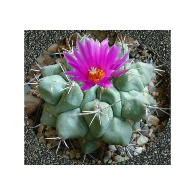 THELOCACTUS rinconensis var. freudenbergeri 10 semen