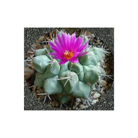 THELOCACTUS rinconensis var. freudenbergeri 10 semen