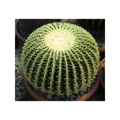 ECHINOCACTUS grusonii v. brevispinus 15 semen