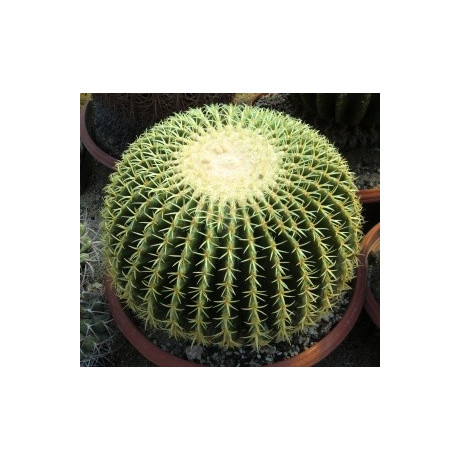ECHINOCACTUS grusonii v. brevispinus 15 semen