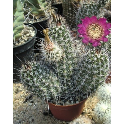 ECHINOCEREUS fendleri 15 semen