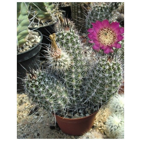 ECHINOCEREUS fendleri 15 semen