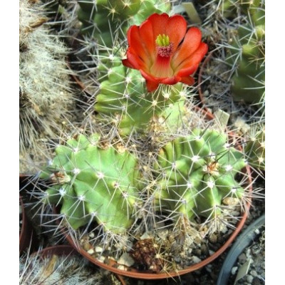 ECHINOCEREUS triglochidiatus 15 semen