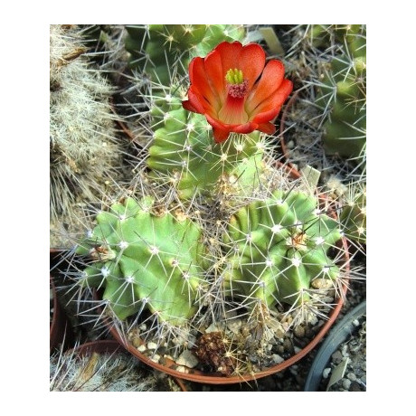 ECHINOCEREUS triglochidiatus 15 semen
