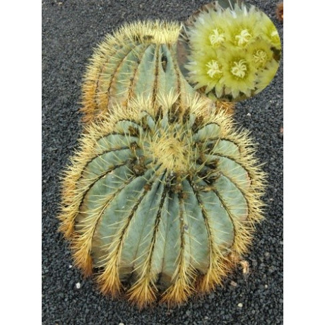 FEROCACTUS glaucescens 10 semen