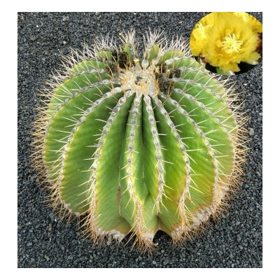 FEROCACTUS schwarzii 15 semen