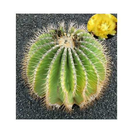 FEROCACTUS schwarzii 15 semen