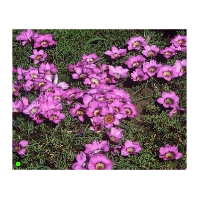 ROMULEA komsbergensis 5 semen