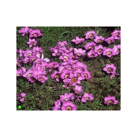 ROMULEA komsbergensis 5 semen