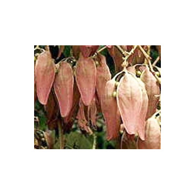 FIRMIANA simplex "Chinese parasol tree"  5 semen