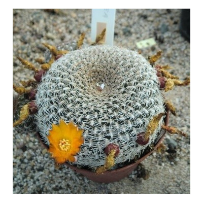 SULCOREBUTIA arenacea 10 semen