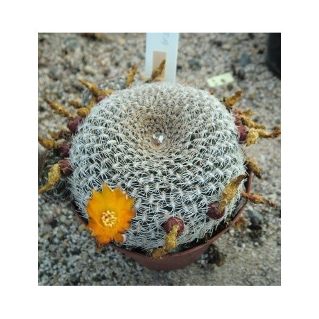 SULCOREBUTIA arenacea 10 semen