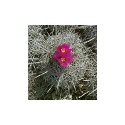 CORYPHANTA pseudoechinus 15 semen