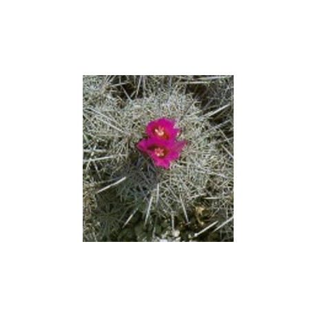 CORYPHANTA pseudoechinus 15 semen