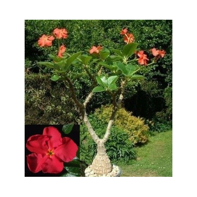 PACHYPODIUM baronii 2 semena