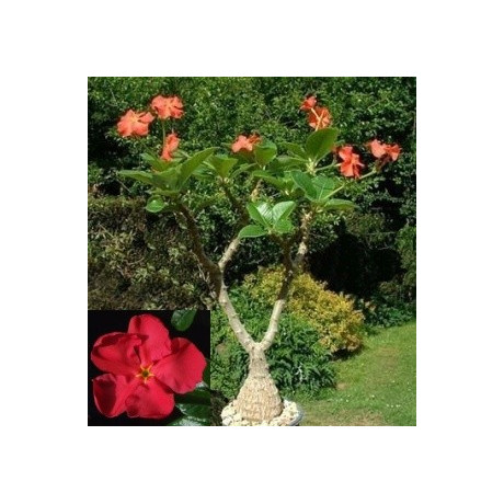 PACHYPODIUM baronii 2 semena