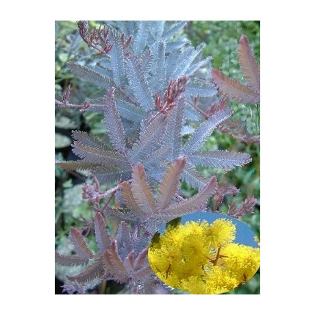 ACACIA baileyana atropurpurea 15 semen