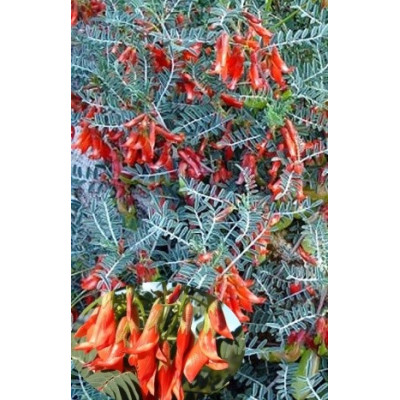 SUTHERLANDIA frutescens 4 semena