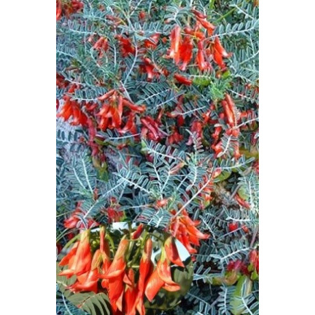 SUTHERLANDIA frutescens 4 semena