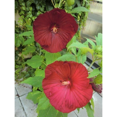 HIBISCUS Cranberry Crush 5 semen