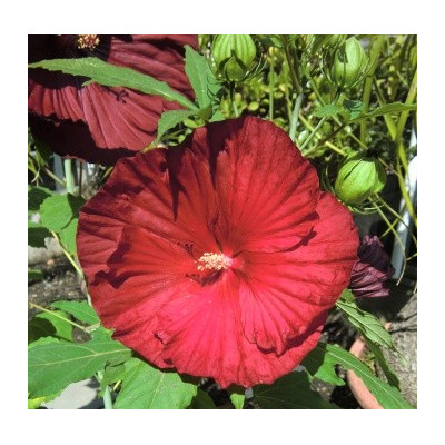 HIBISCUS Cranberry Crush 5 semen