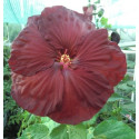 HIBISCUS Robert Fleming 5 semen