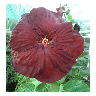 HIBISCUS Robert Fleming 5 semen