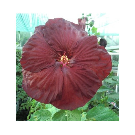 HIBISCUS Robert Fleming 5 semen