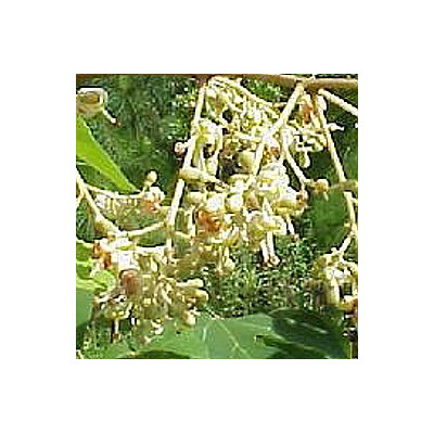 FIRMIANA simplex "Chinese parasol tree"  5 semen