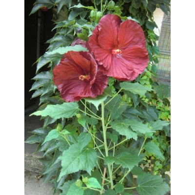 HIBISCUS Robert Fleming 5 semen