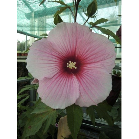 HIBISCUS Summer Storm 5 semen