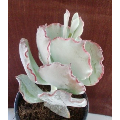 COTYLEDON orbiculata v. undulata 30 semen