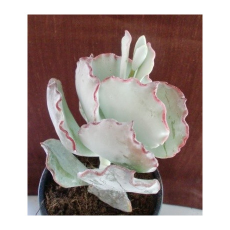 COTYLEDON orbiculata v. undulata 30 semen