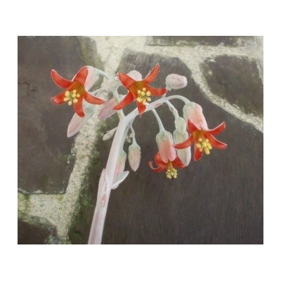 COTYLEDON orbiculata v. undulata 30 semen