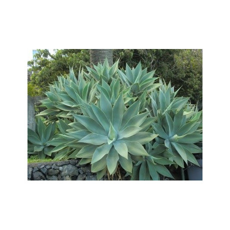 AGAVE attenuata subs. attenuata 4 semena