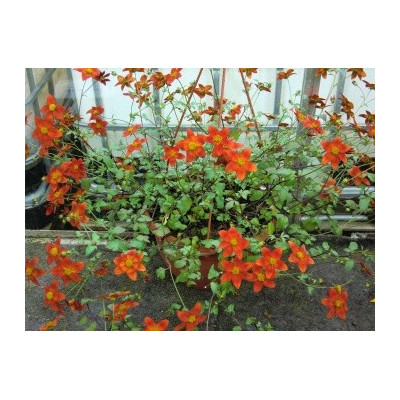 BIDENS ferulifolia Eldoro Red 20 semen