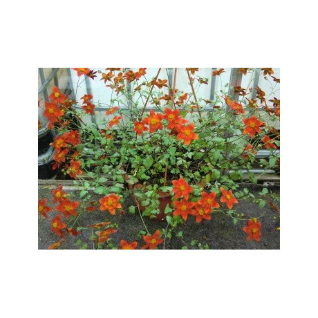 BIDENS ferulifolia Eldoro Red 20 semen