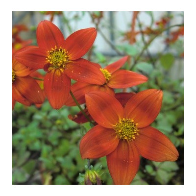 BIDENS ferulifolia Eldoro Red 20 semen