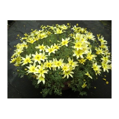 BIDENS ferulifolia Taka Tuka White&Yellow 20 semen