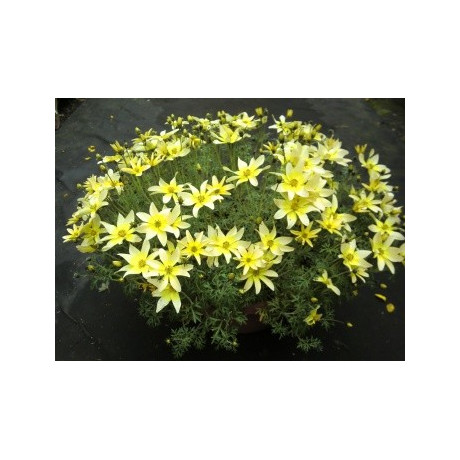 BIDENS ferulifolia Taka Tuka White&Yellow 20 semen