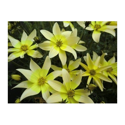 BIDENS ferulifolia Taka Tuka White&Yellow 20 semen