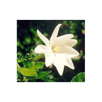 GARDENIA thunbergii "Wild Gardenia"  5 semen