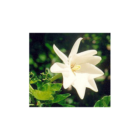 GARDENIA thunbergii "Wild Gardenia"  5 semen