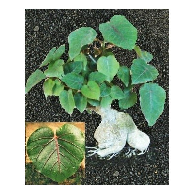 FICUS petiolaris 5 semen