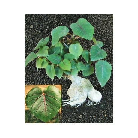 FICUS petiolaris 5 semen