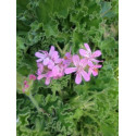 PELARGONIUM capitatum 10 semen