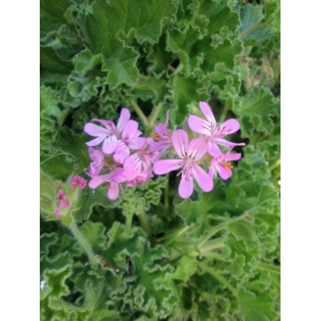 PELARGONIUM capitatum 10 semen
