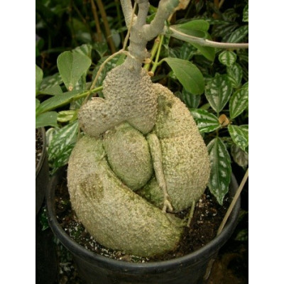 FOCKEA edulis 3 semena