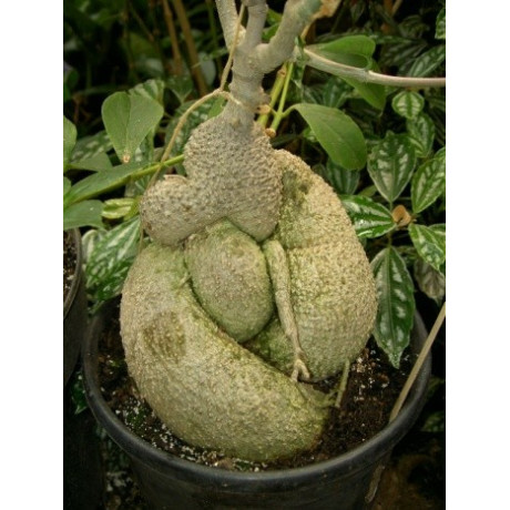 FOCKEA edulis 3 semena