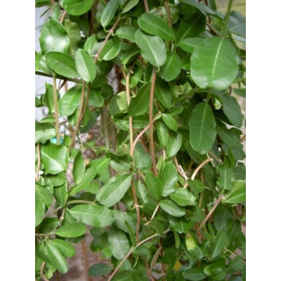 FOCKEA edulis 3 semena